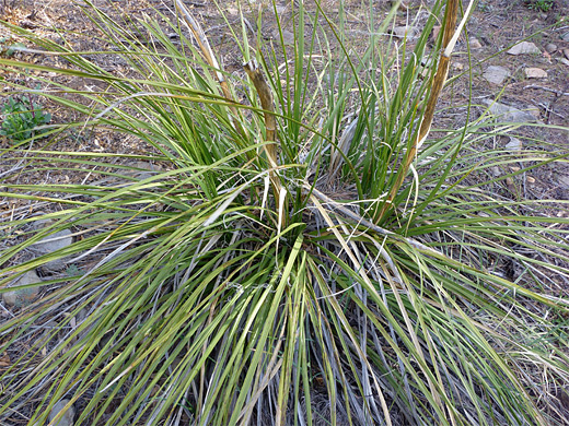 sacahuista (Nolina microcarpa) · iNaturalist