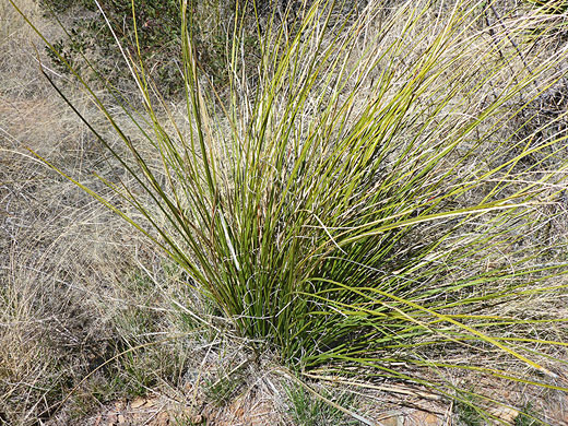 Many palmilla leaves