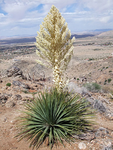 Flowers of giant nolina