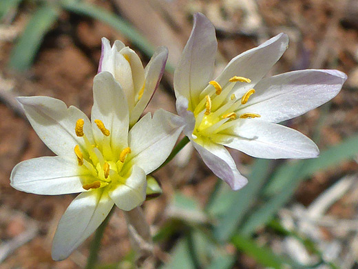 Crowpoison; Flowers of nothoscordum bivalve, along the Woods Canyon Trail, Sedona, Arizona