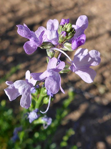 Texas Toadflax