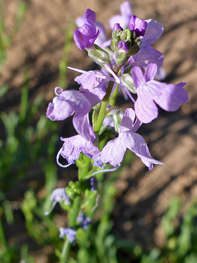 Elongated inflorescence