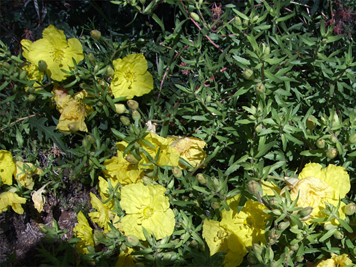 Common Evening Primrose; Big yellow flowers of oenothera biennis (Common evening primrose), at the Arizona-Sonora Desert Museum, Arizona