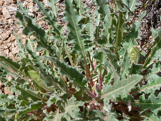Tufted Evening Primrose