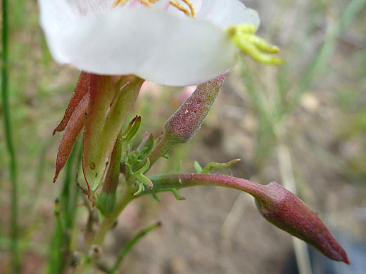 Cutleaf Evening Primrose