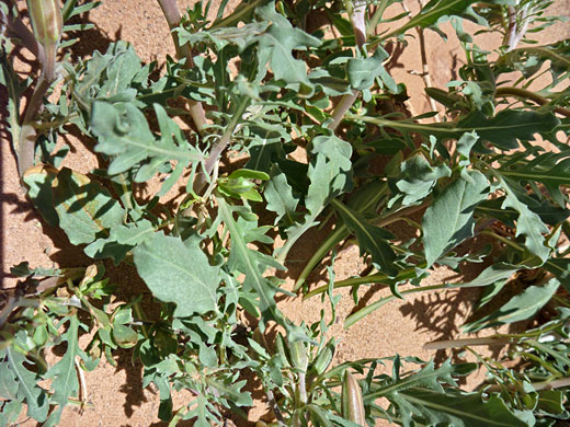 Birdcage Evening Primrose