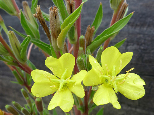 Hooker's Evening Primrose; Oenothera elata (Hooker's evening primrose), along the Dillon Pinnacles Trail, Curecanti National Recreation Area, Colorado