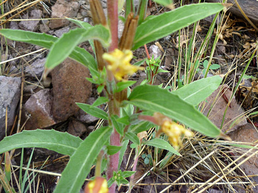 Leaves