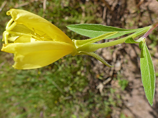 Long leaves