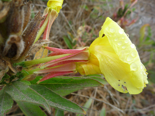 Red-Sepal Evening Primrose; Oenothera glazioviana in Half Moon Bay, California