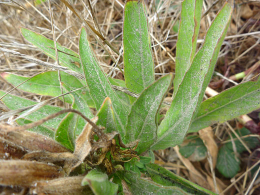 Sandy leaves