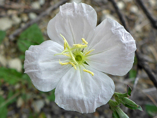 Kunth's Evening Primrose; Yellow stamens and a branched, greenish style - oenothera kunthiana, Ward Spring Trail, Big Bend National Park, Texas