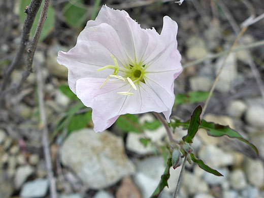 Opening flower