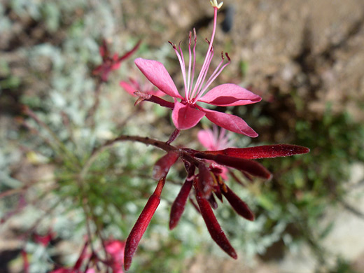 Lindheimer's Beeblossom; Reddish-pink flower - oenothera lindheimeri at the Desert Botanical Garden, Phoenix, Arizona