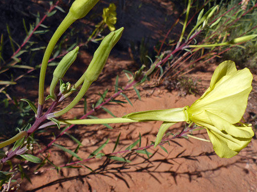 Long-stemmed flower