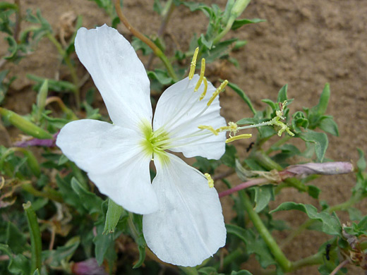 New Mexico Evening Primrose; Oenothera neomexicana along the road to Angel Peak Scenic Area, New Mexico