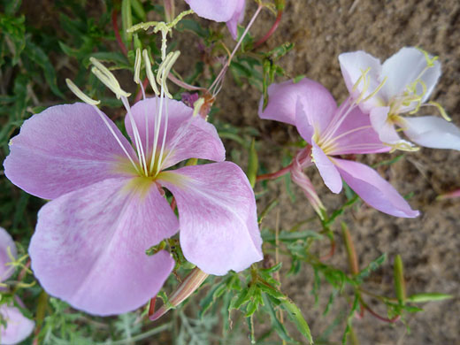 New Mexico Evening Primrose