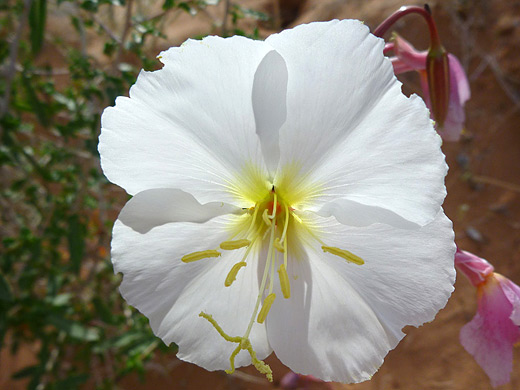 Pale Evening Primrose; Pure white petals of pale evening primrose (oenothera pallida), near Little Finland, Lake Mead