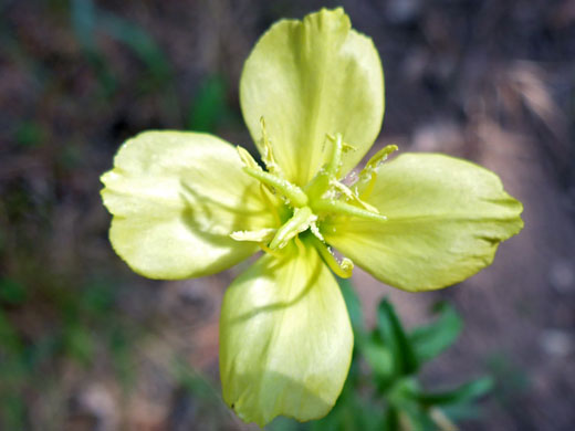 Silky Evening Primrose; Silky evening primrose (oenothera pubescens), West Fork of Oak Creek, Sedona, Arizona