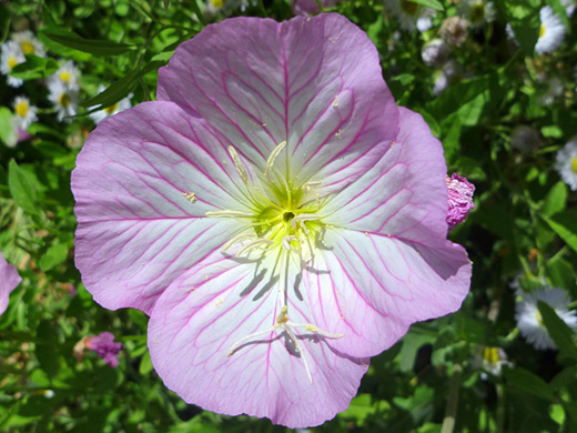 Pinkladies; Pretty pink flower of oenothera speciosa, at the Desert Botanical Garden, Phoenix, Arizona