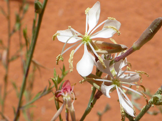 White flowers