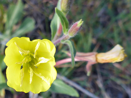 Partly open flower