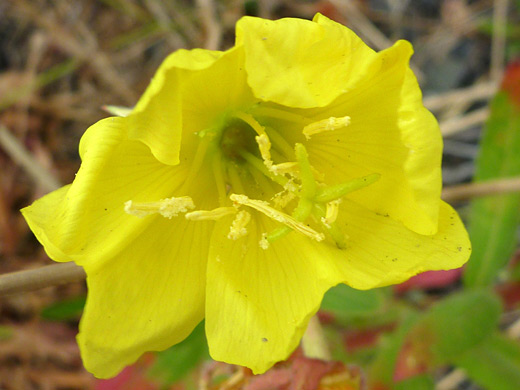 Wolf's Evening-Primrose; Oenothera wolfii; Sisters Rocks State Park, Oregon