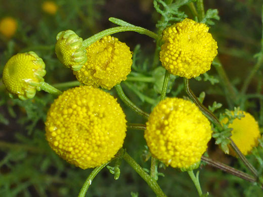 Stinknet; Oncosiphon pilulifer (stinknet), Camp Creek Falls, Arizona