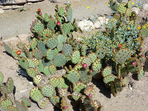 Chenille prickly pear, opuntia aciculata