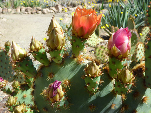 Flowers and buds