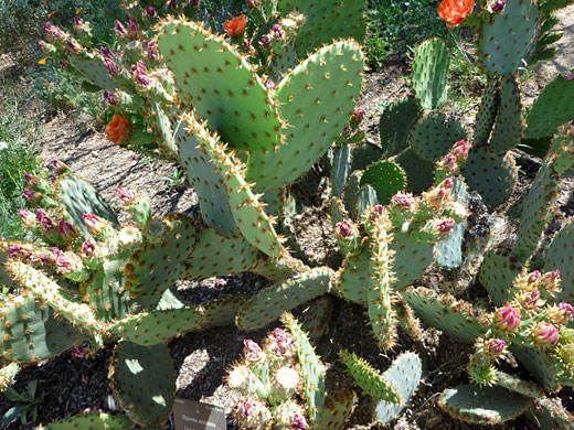 Many Chenille prickly pear pads