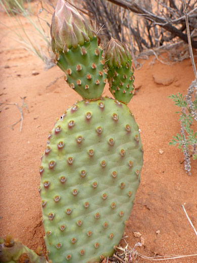 Pad and two flower buds