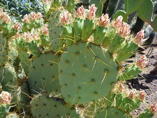 Rio Grande prickly pear, opuntia aureispina