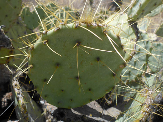 Chisos Mountain Pricklypear, Squaw Trail, Utah