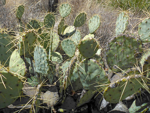 Plant in situ