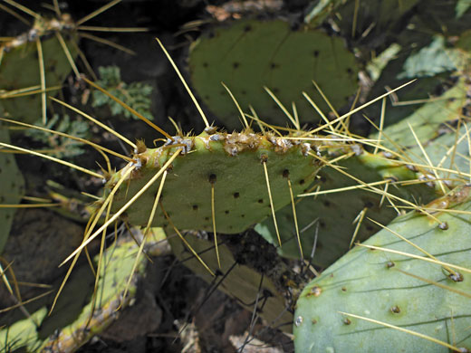 Sparse spines