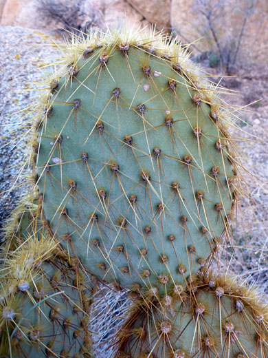 Pancake prickly pear pad