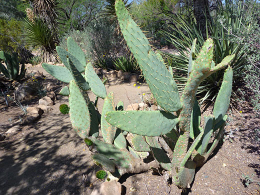 Opuntia engelmannii var linguiformis