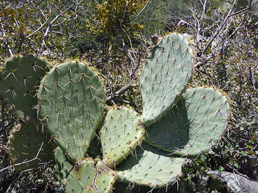 Large pads, Engelmann's prickly pear