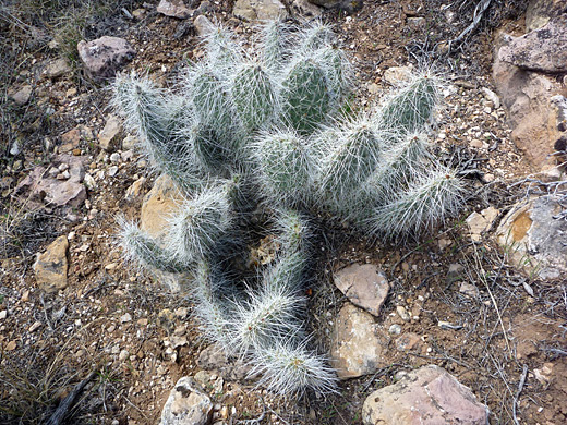 Mojave prickly pear, opuntia erinacea