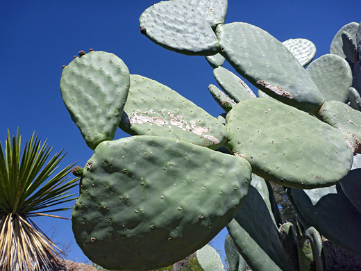 Barbary fig, opuntia ficus-indica