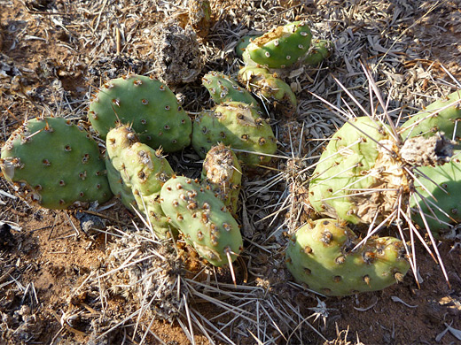 Brittle prickly pear, opuntia fragilis
