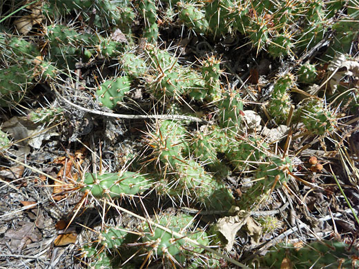 Small stems of brittle prickly pear