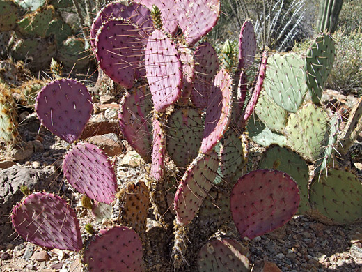 Violet prickly pear, opuntia gosseliniana