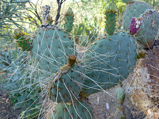 Buds of violet prickly pear