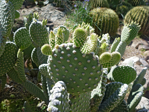 Bunny-ears prickly pear, opuntia microdasys