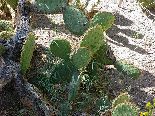 Chaparral prickly pear, opuntia oricola