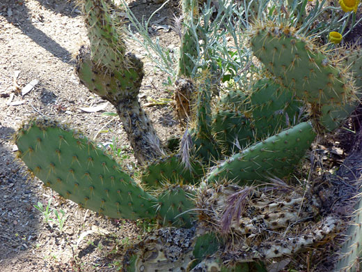 Long pads of chaparral prickly pear