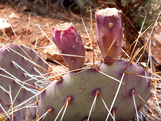 Spines and fruits