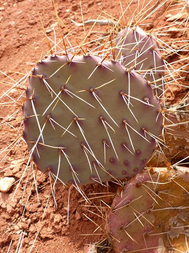 White spines